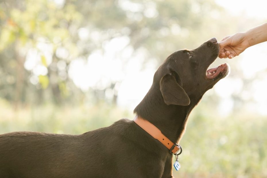 Les meilleurs aliments pour chiens