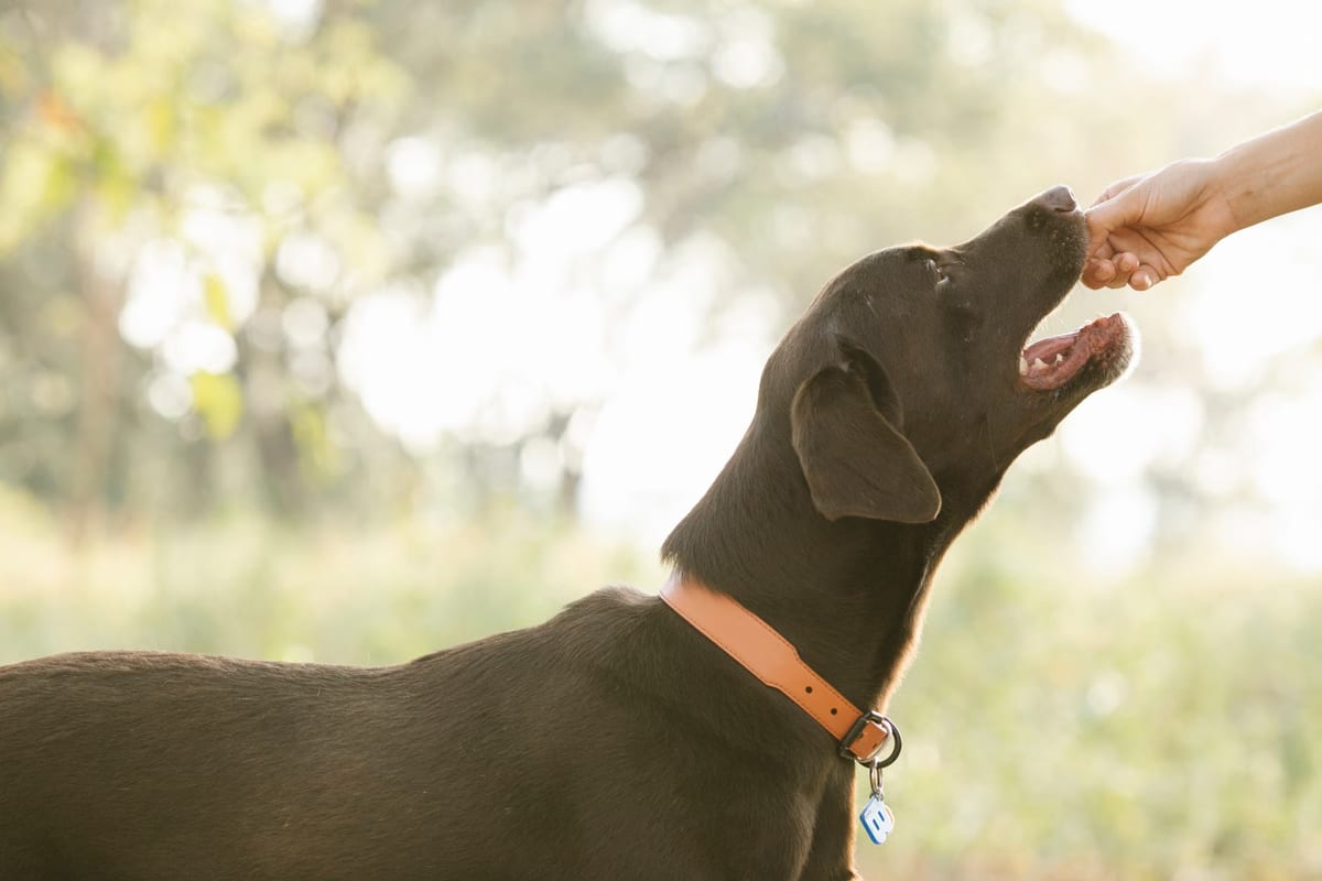 Les meilleurs aliments pour chiens