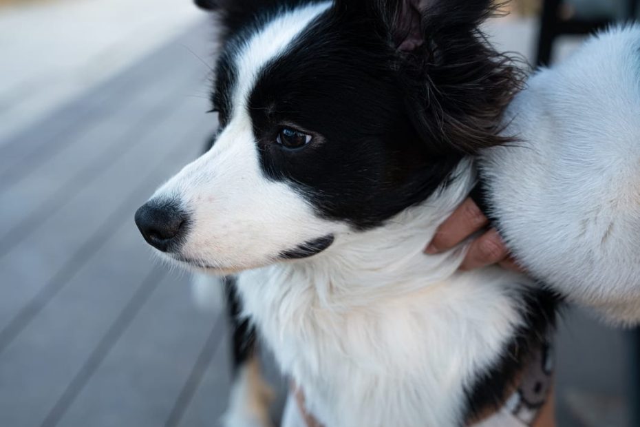 Les meilleurs vêtements pour les chiens