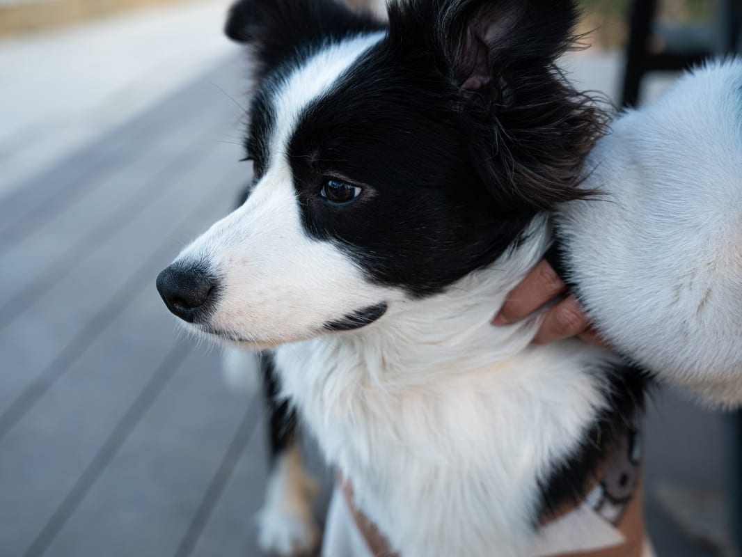 Les meilleurs vêtements pour les chiens